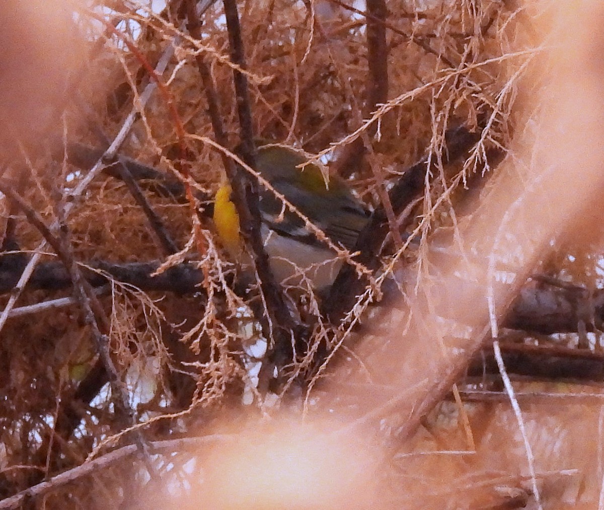 Northern Parula - ML645536909