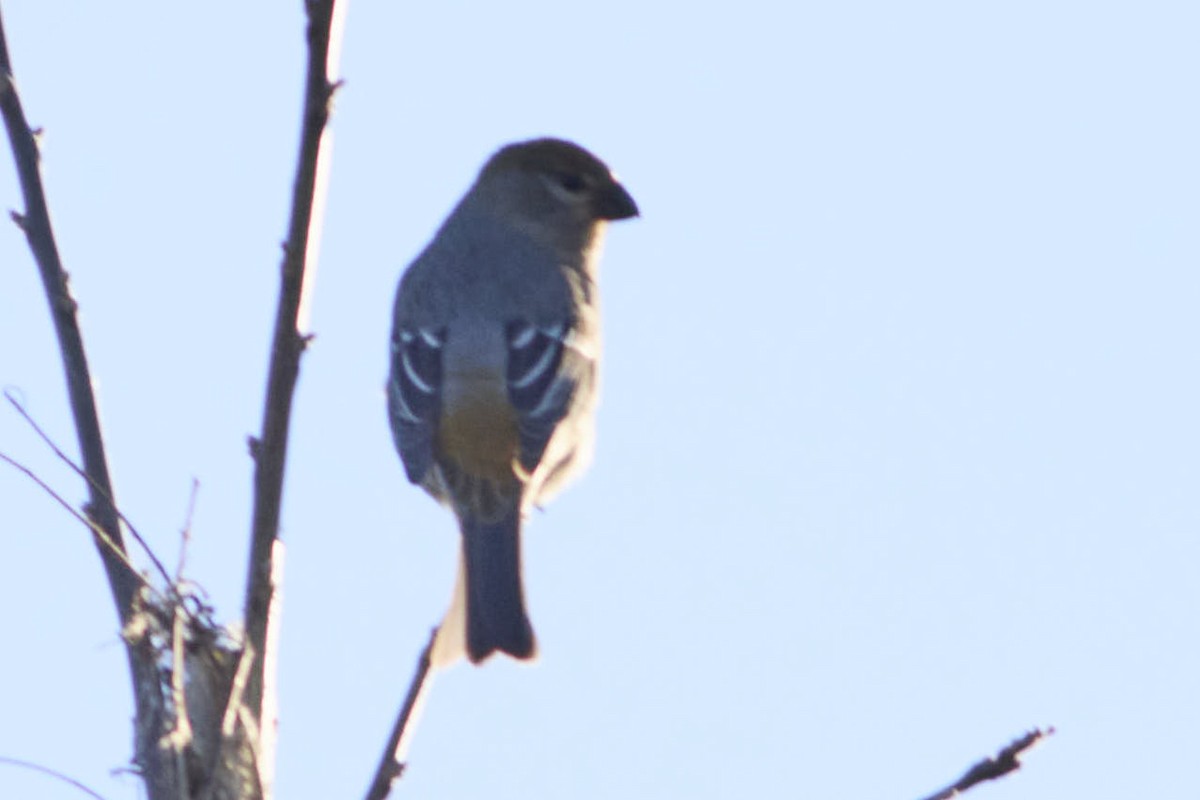 ギンザンマシコ - ML645536948