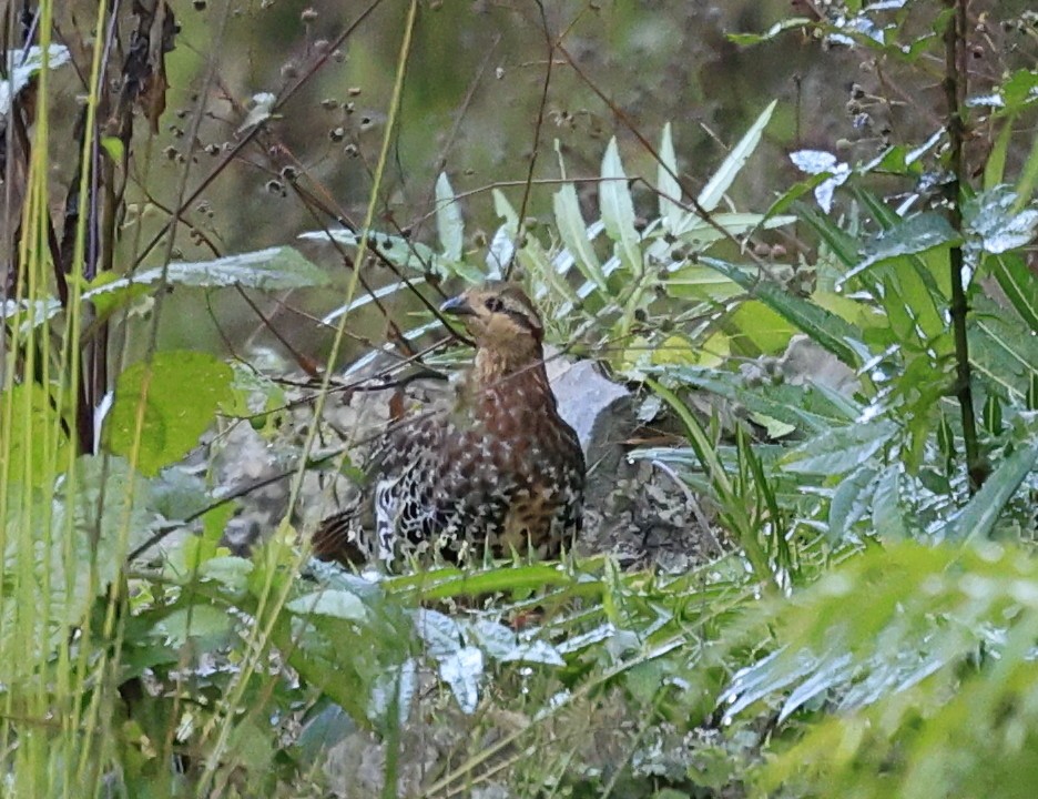 Gelbbrauen-Bambushuhn - ML645536965