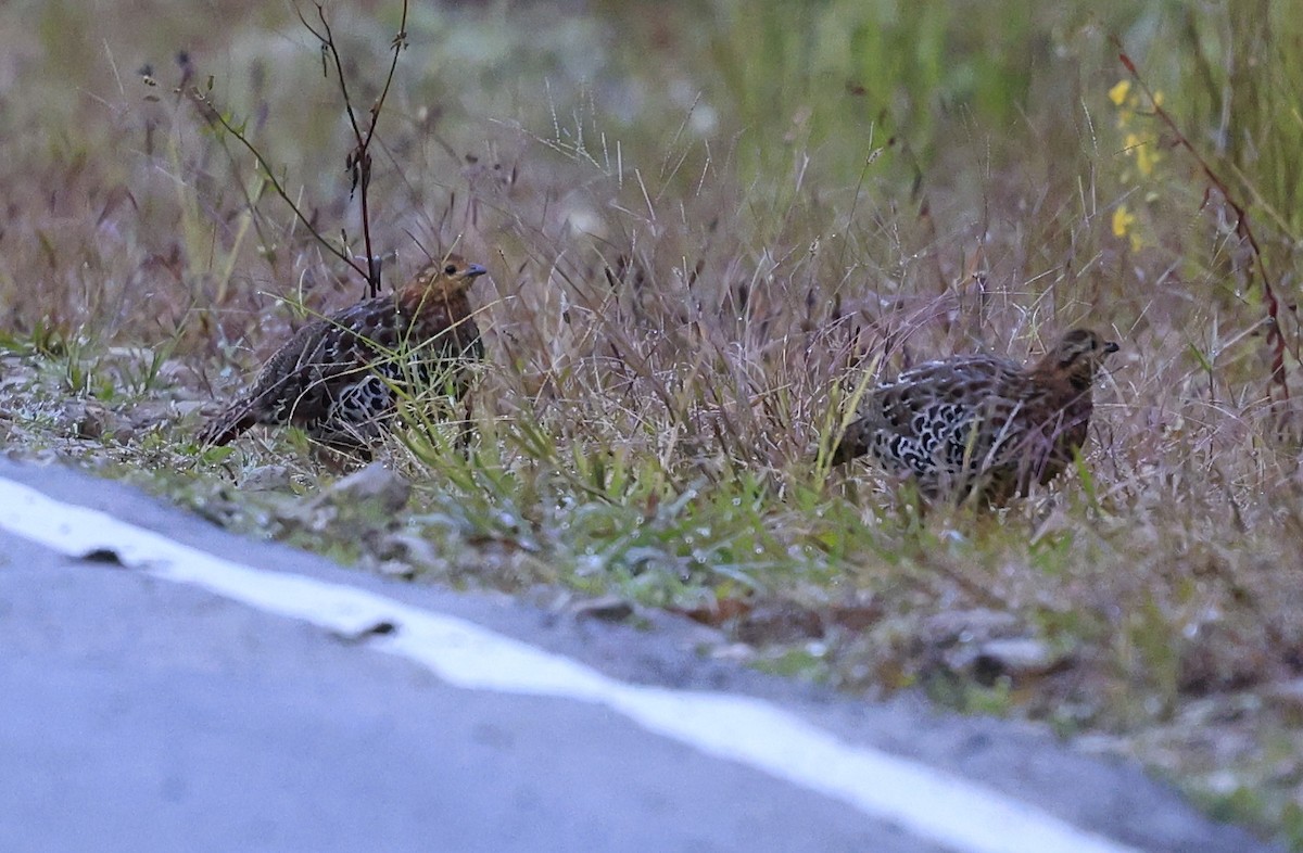 Gelbbrauen-Bambushuhn - ML645536966