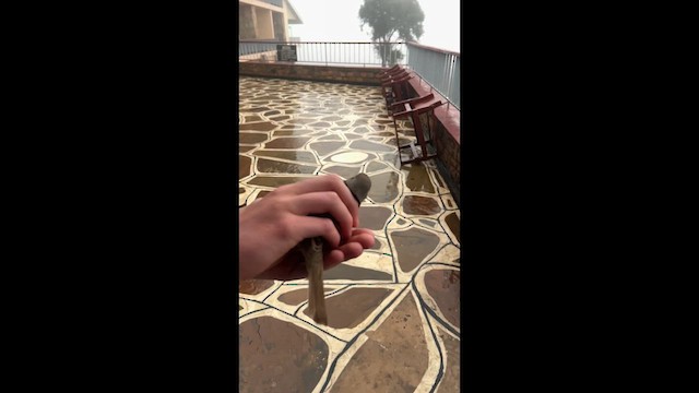 Сорокопуд терновий - ML645536975