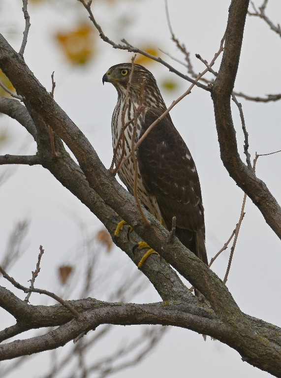 Cooper's Hawk - ML645536979