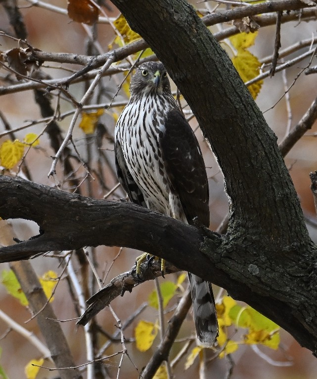 Cooper's Hawk - ML645536980