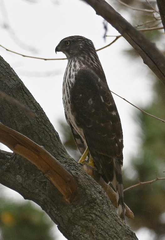 Cooper's Hawk - ML645536981
