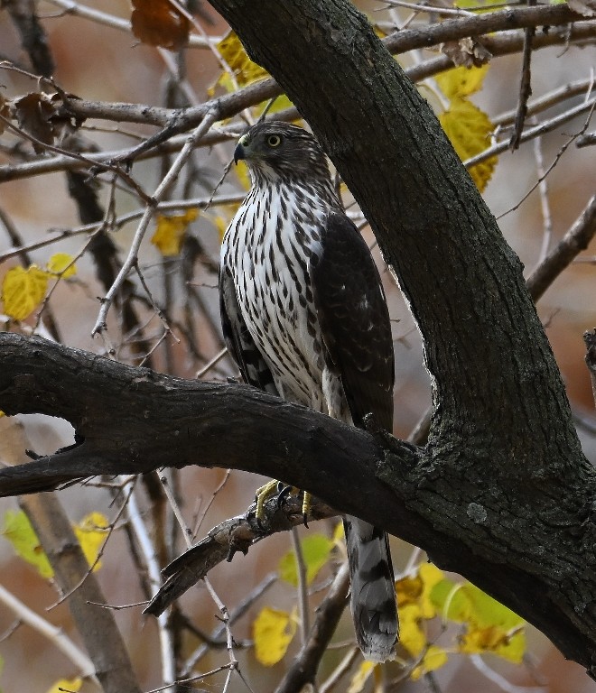 Cooper's Hawk - ML645536982