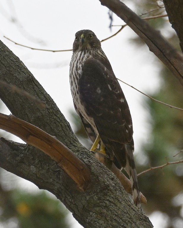 Cooper's Hawk - ML645536983