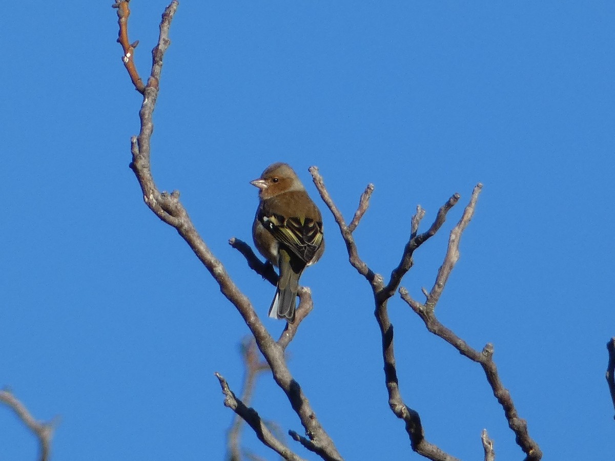 Common Chaffinch - ML645536992