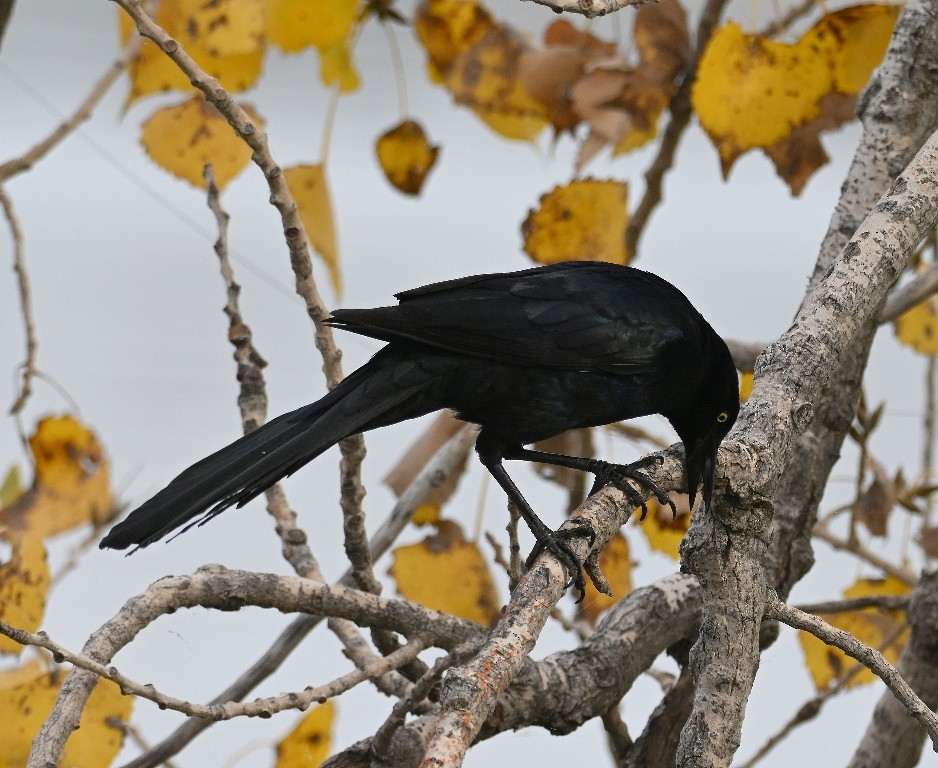 Great-tailed Grackle - ML645536993