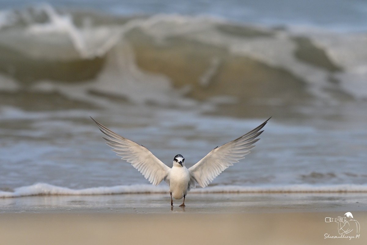 Little Tern - ML645536994