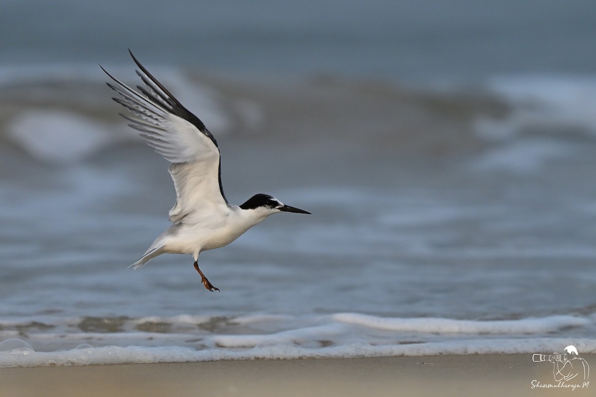 Little Tern - ML645536995