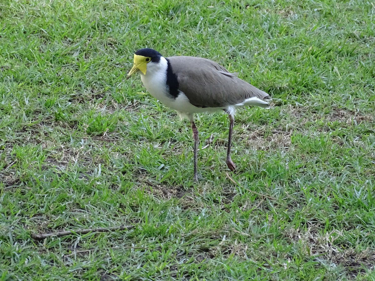 Masked Lapwing - ML645536997
