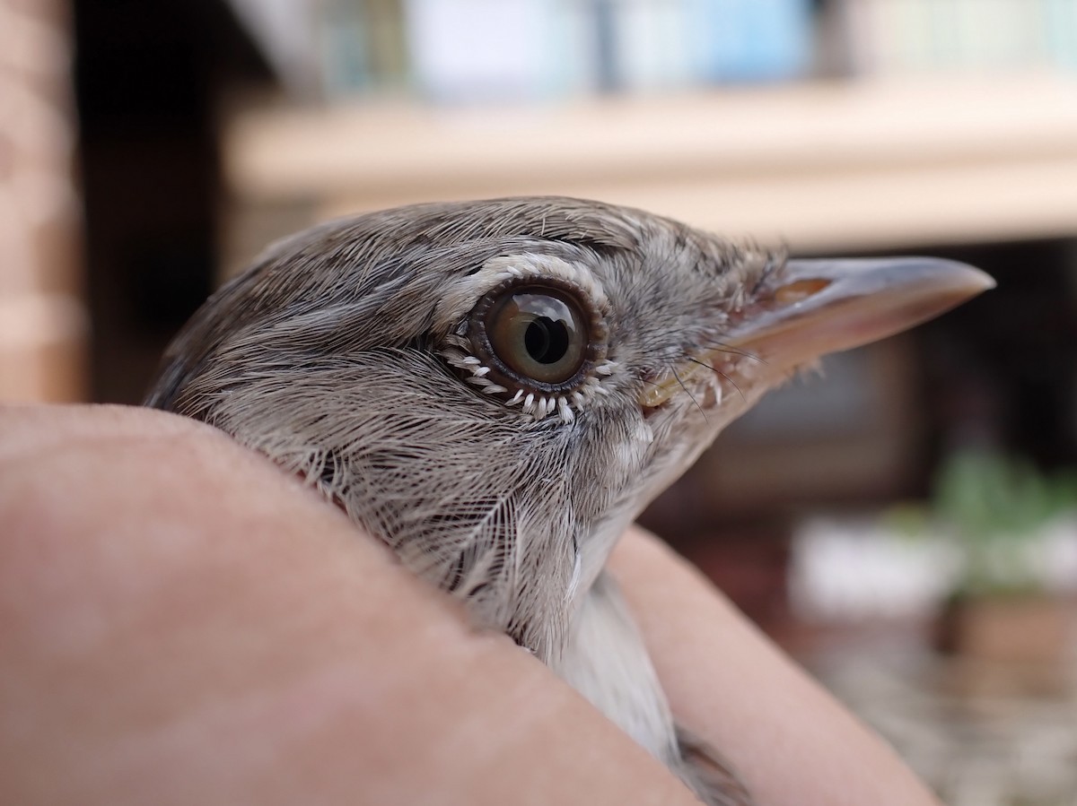 Barred Warbler - ML645536998