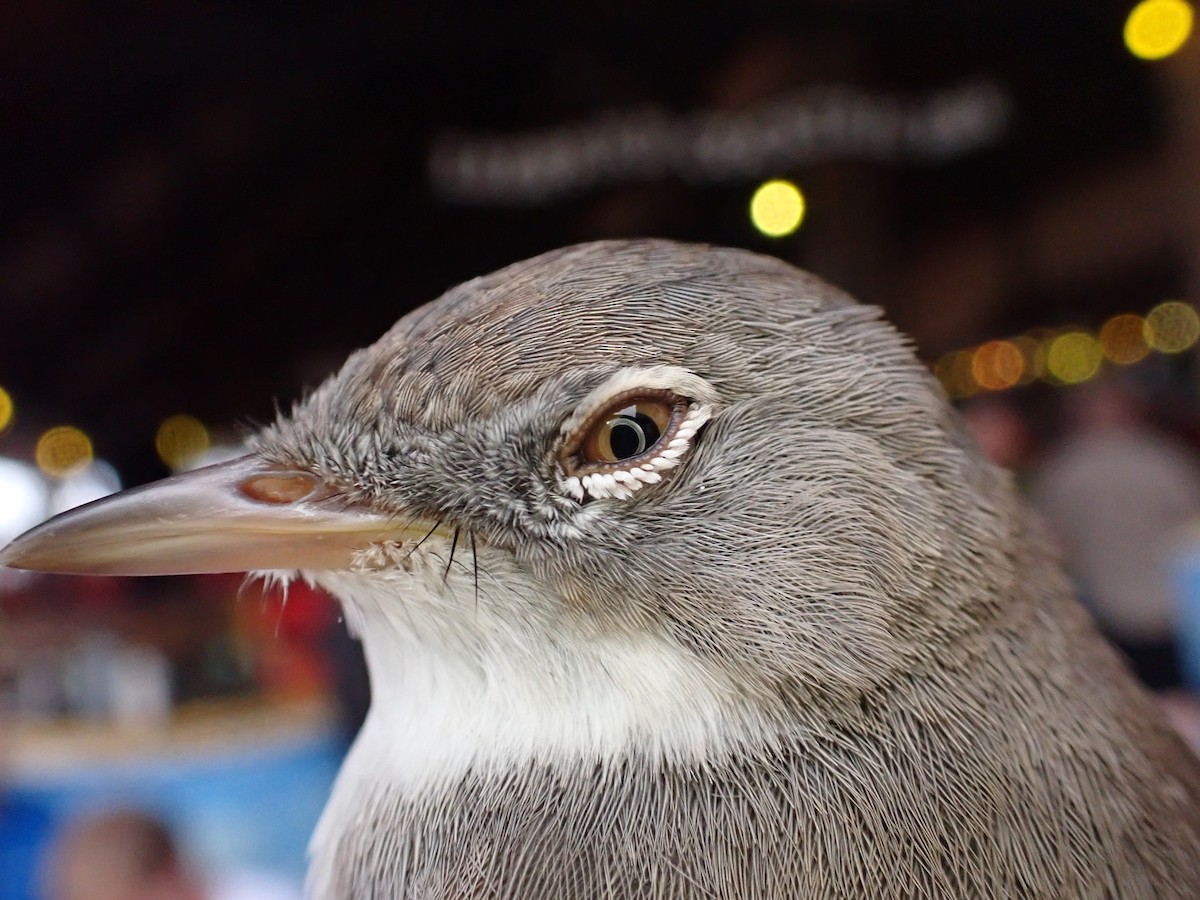 Barred Warbler - ML645537000
