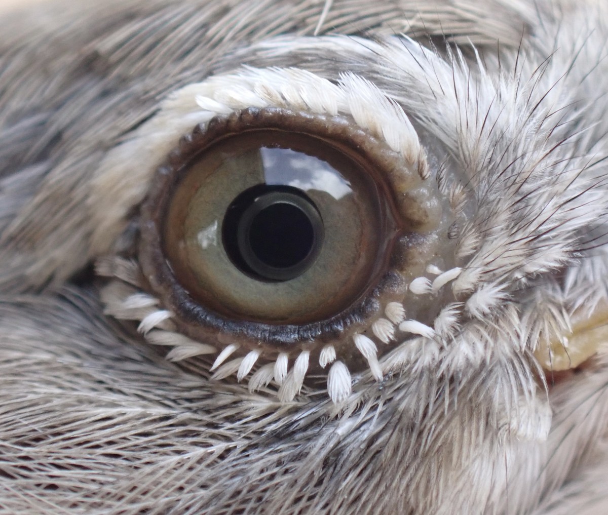 Barred Warbler - ML645537001