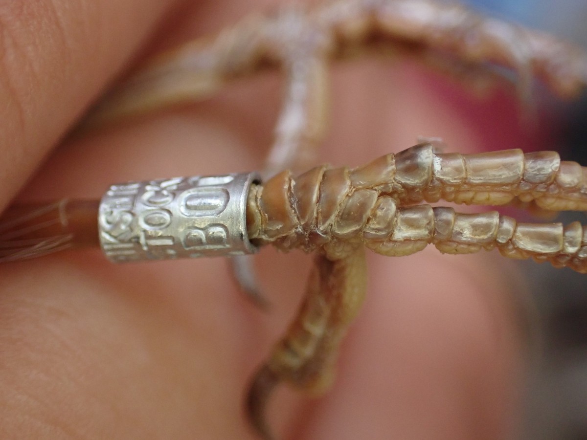 Barred Warbler - ML645537003