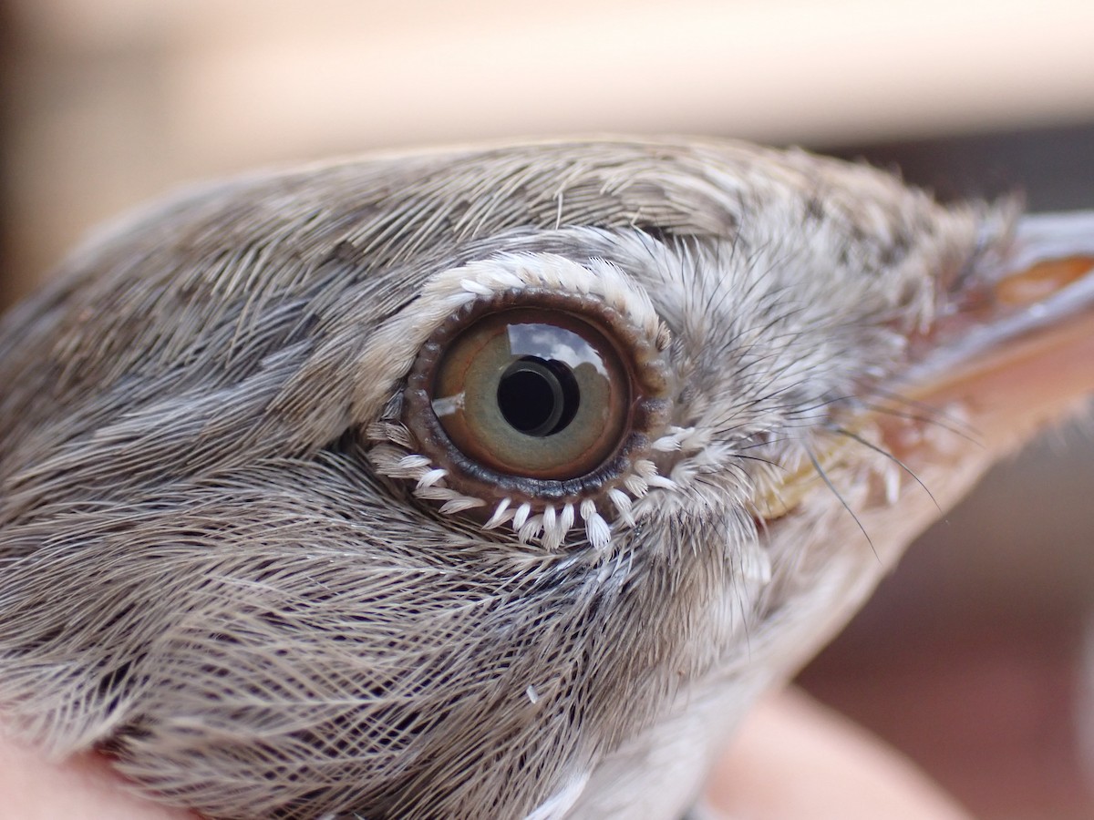Barred Warbler - ML645537004