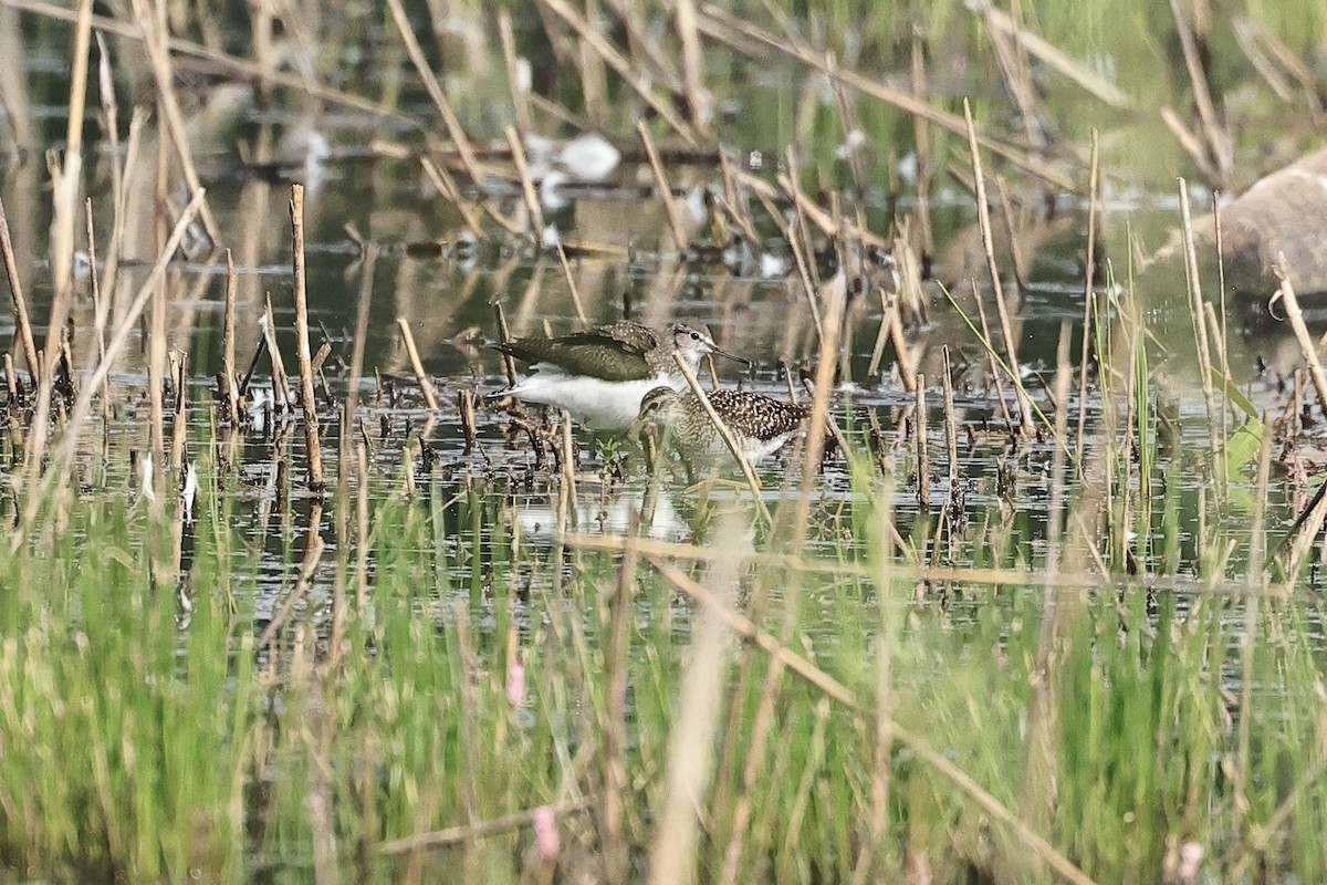 Green Sandpiper - ML645537005