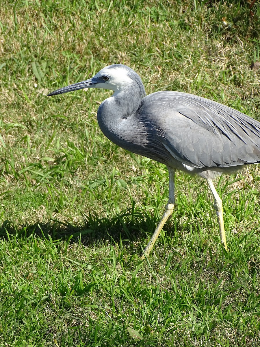 White-faced Heron - ML645537006