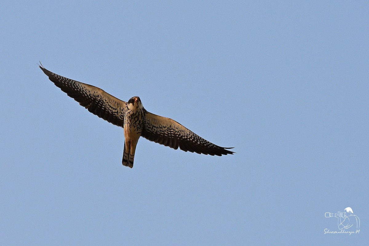 Amur Falcon - ML645537007