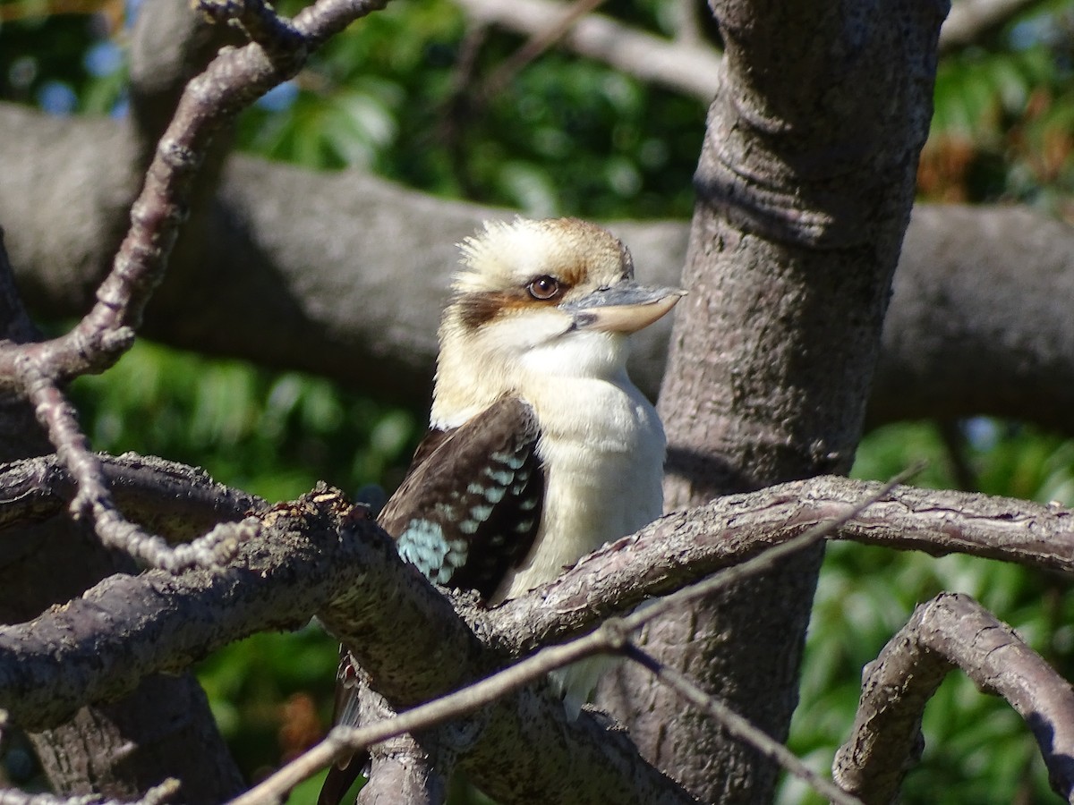 Laughing Kookaburra - ML645537008