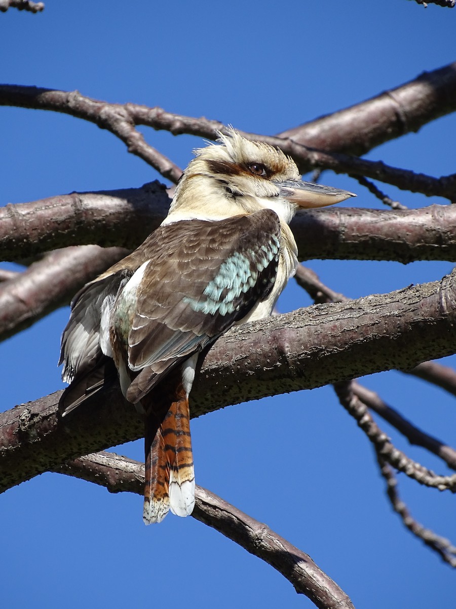 Laughing Kookaburra - ML645537009
