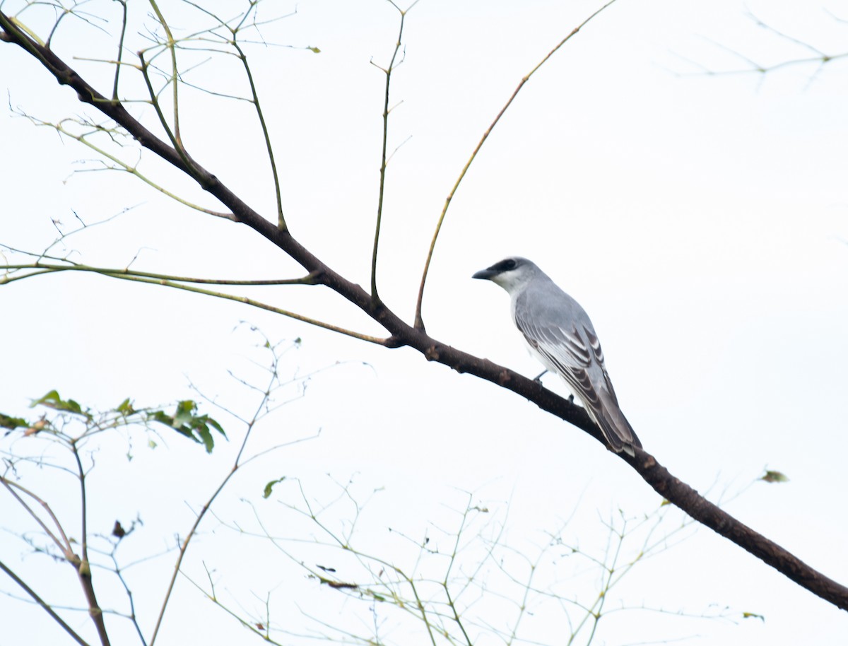 White-bellied Cuckooshrike - ML645537010