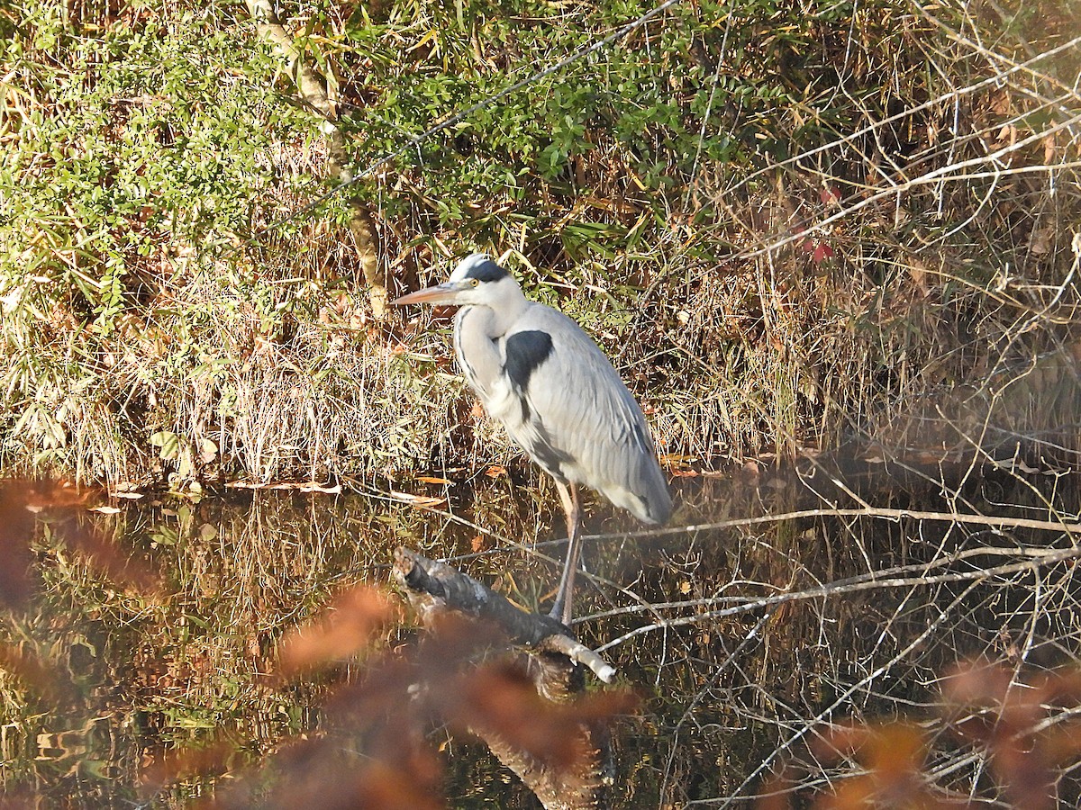Gray Heron - ML645537011
