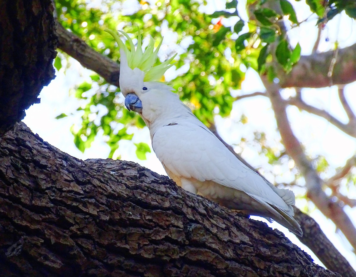 Sulphur-crested Cockatoo - ML645537012