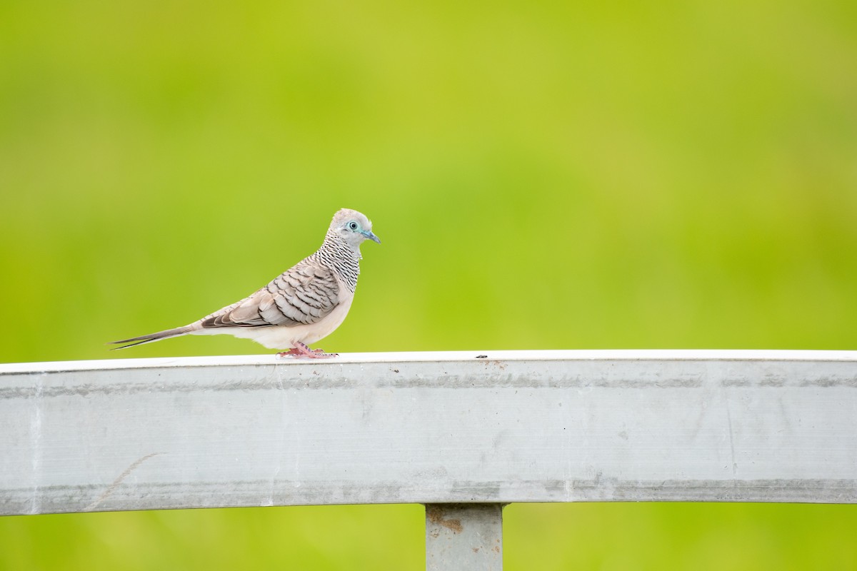 Peaceful Dove - ML645537013