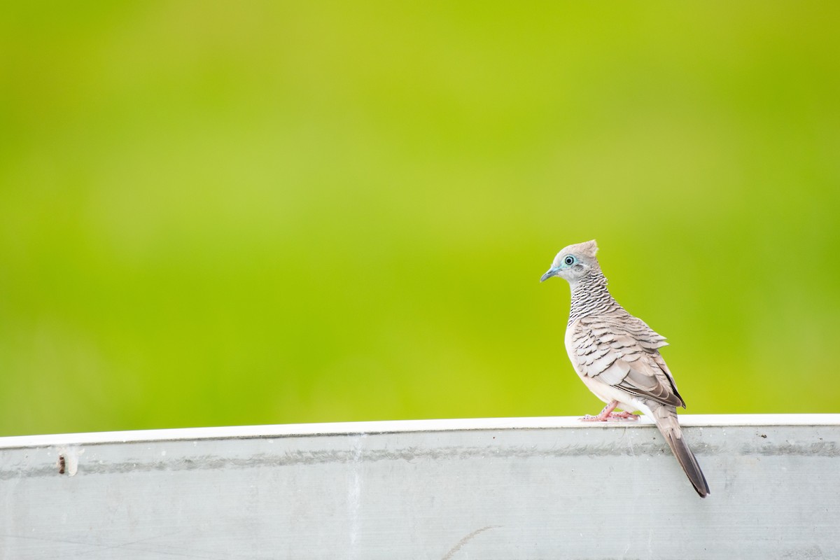 Peaceful Dove - ML645537014