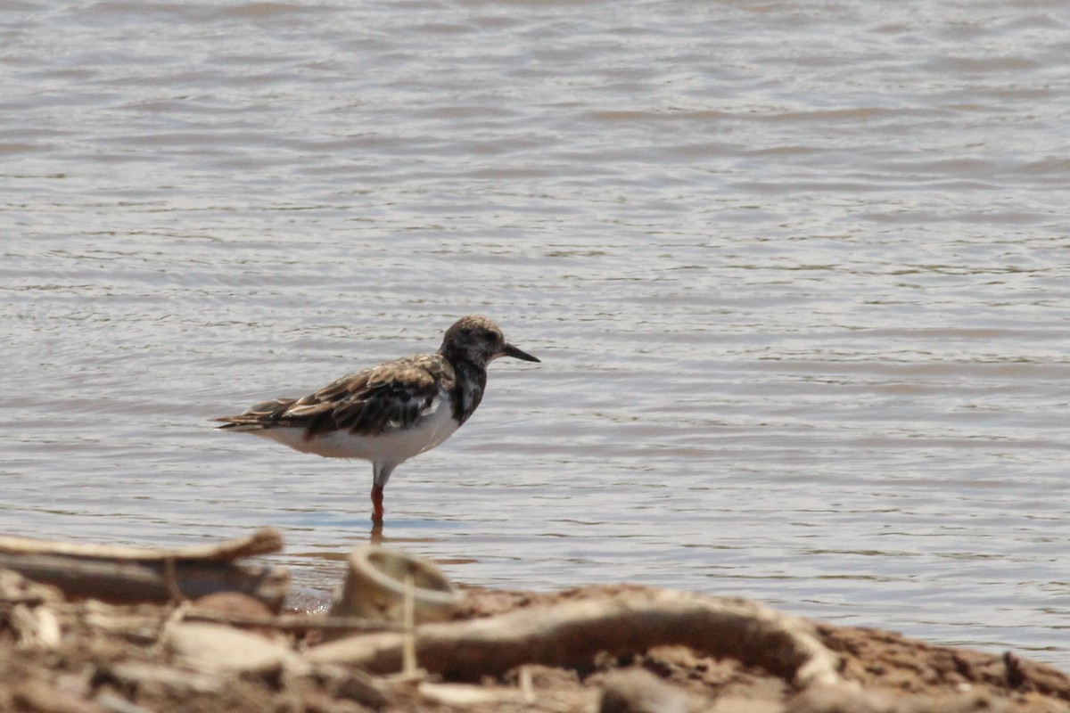 Ruddy Turnstone - ML645537016