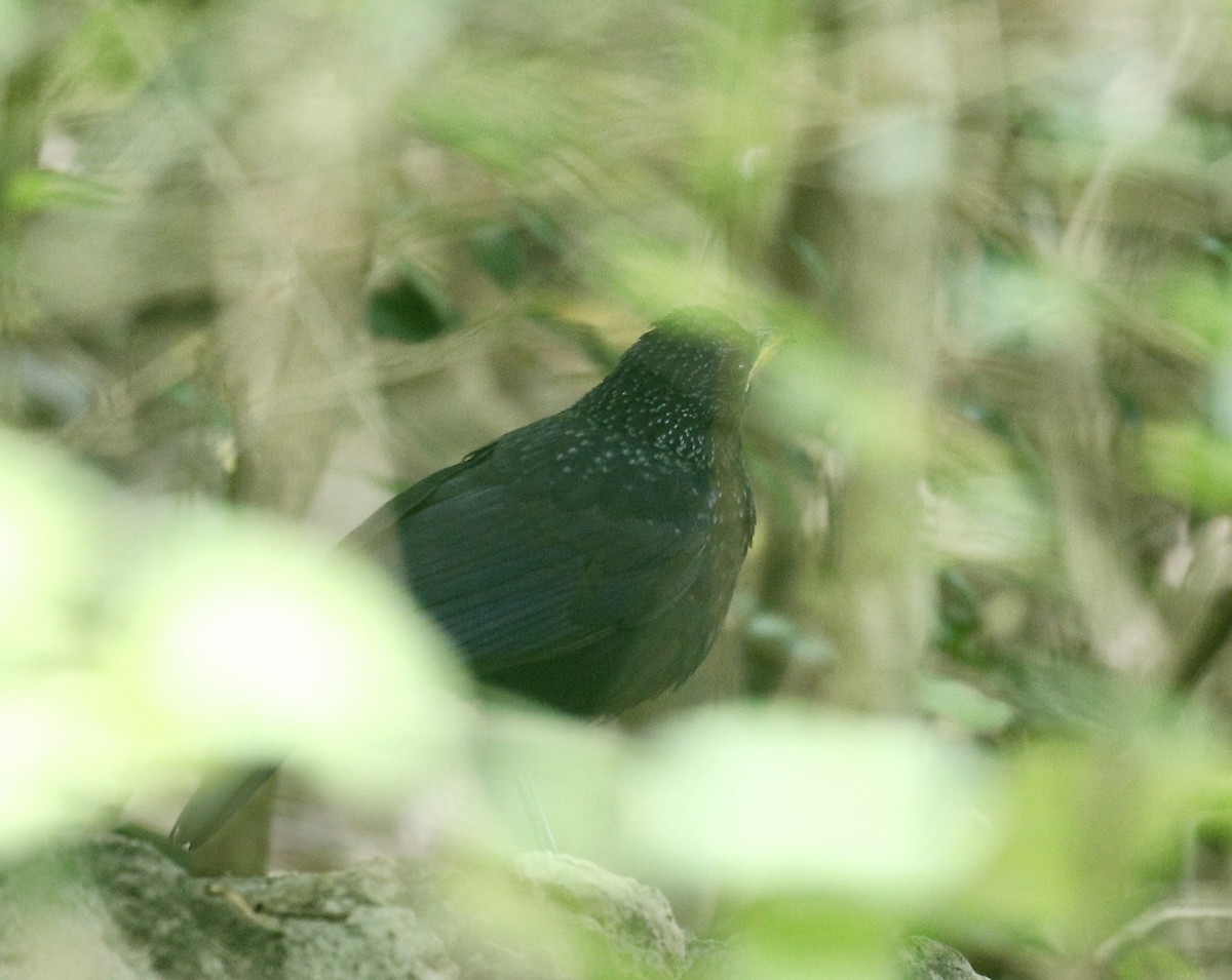 Blue Whistling-Thrush - ML645537017