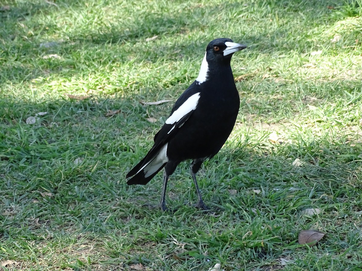 Australian Magpie - ML645537018
