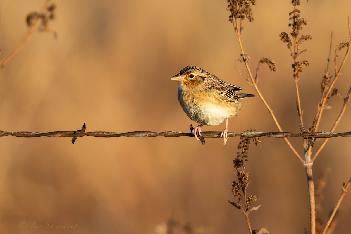 Grasshopper Sparrow - ML645537019