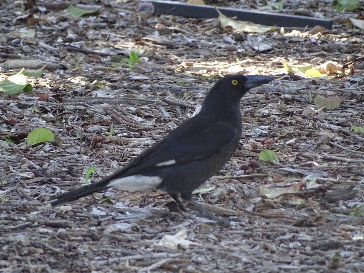 Pied Currawong - ML645537022