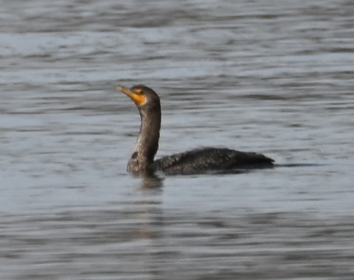 Double-crested Cormorant - ML645537023