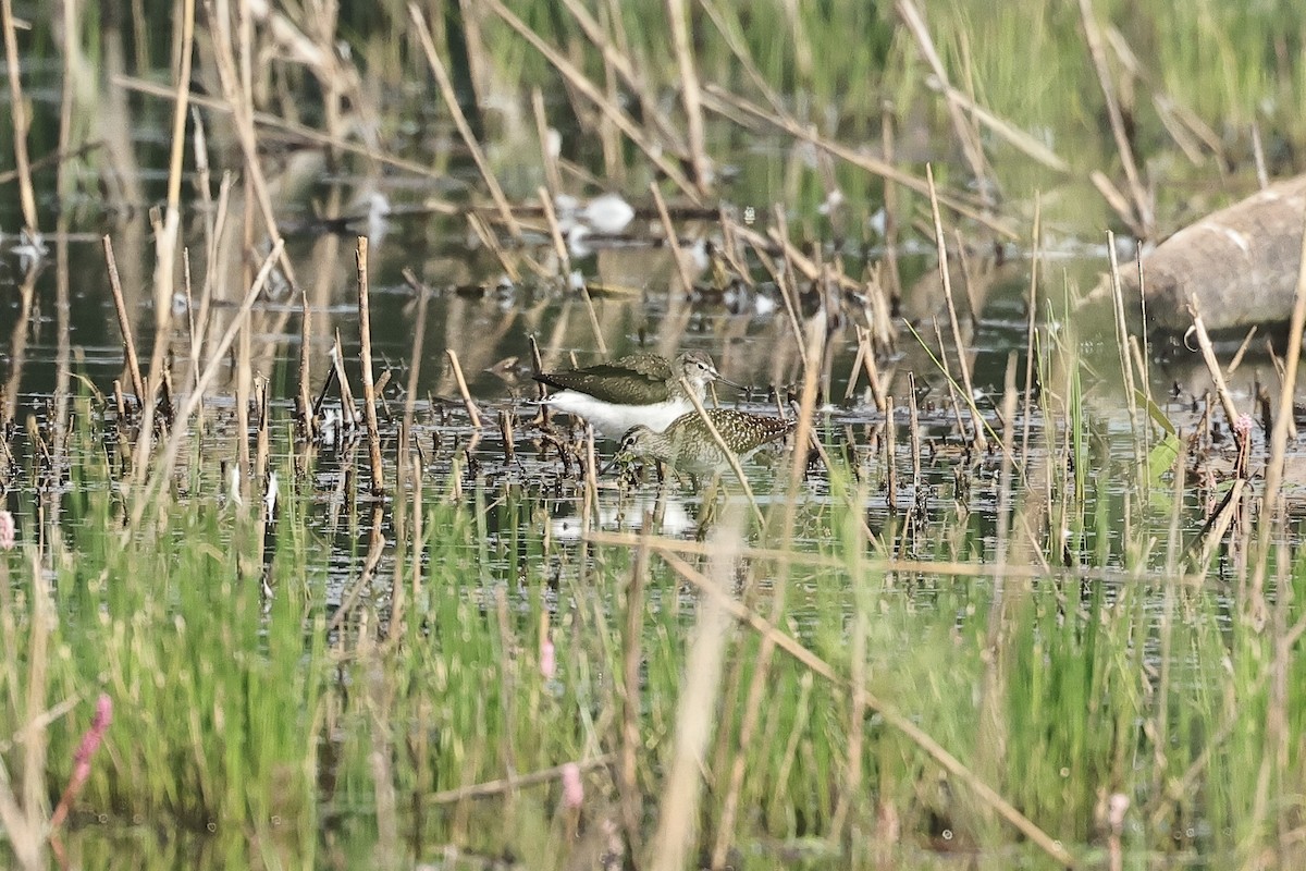 Wood Sandpiper - ML645537024