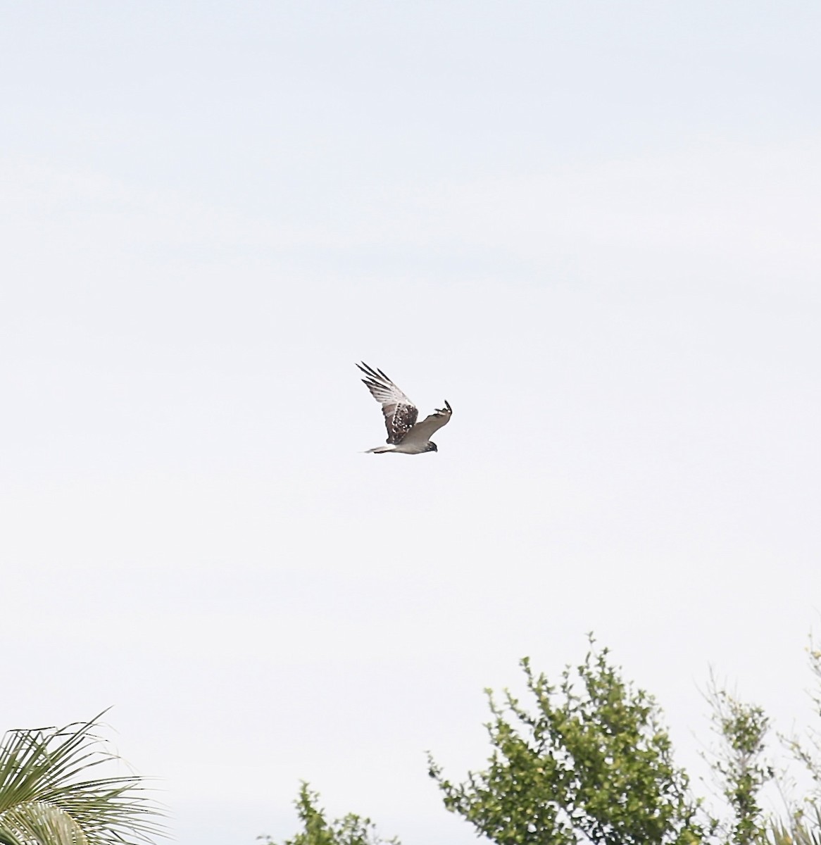 østsivhauk - ML645537029