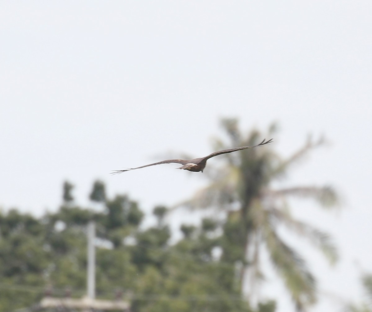 østsivhauk - ML645537037