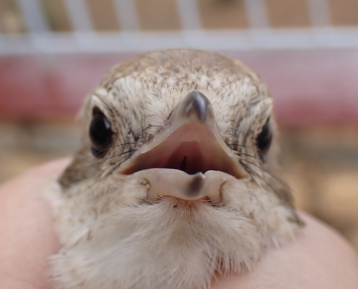 Alcaudón Isabel - ML645537063