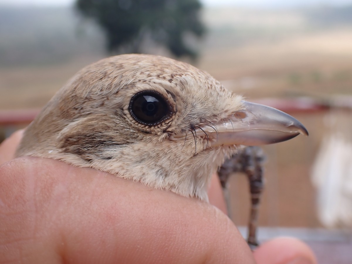 Alcaudón Isabel - ML645537064