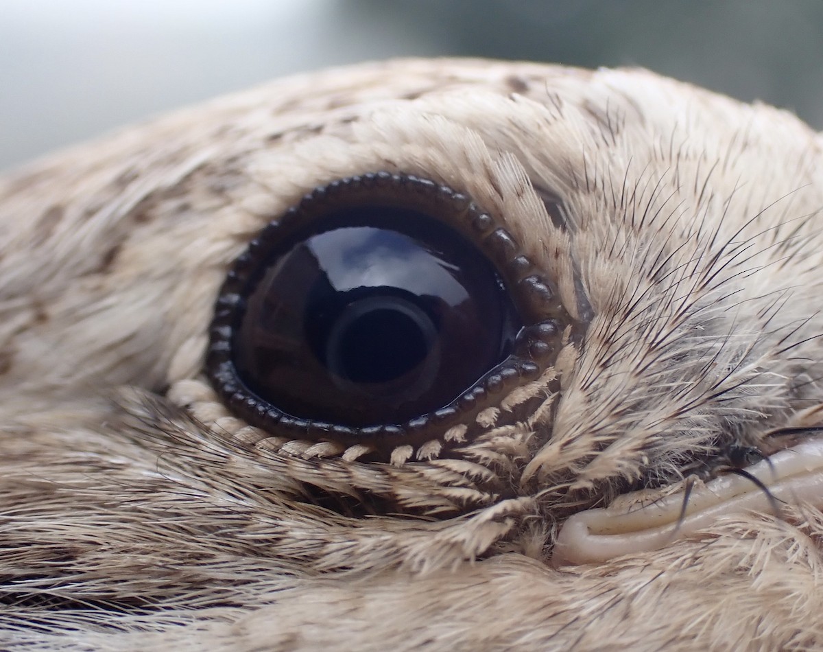 Alcaudón Isabel - ML645537065