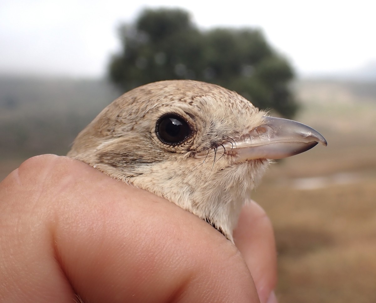 Alcaudón Isabel - ML645537066