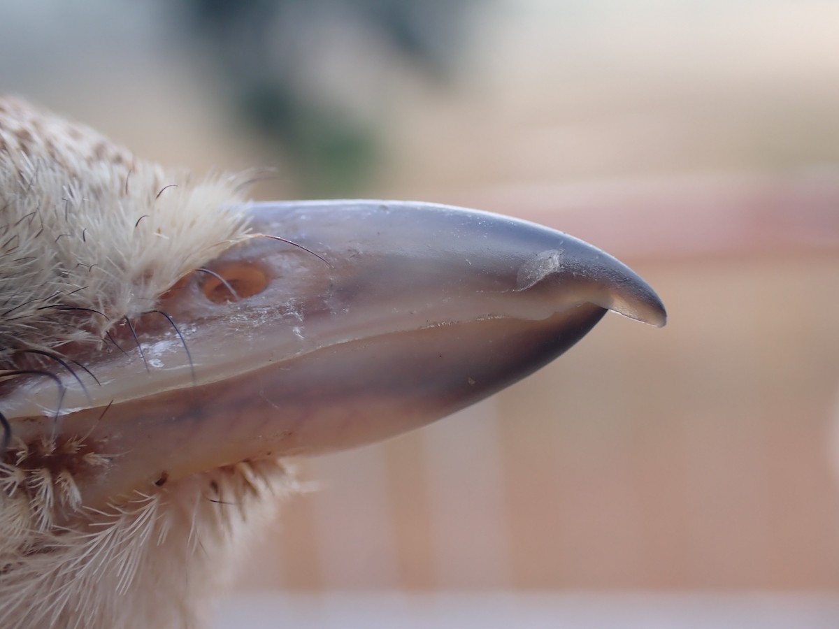 Alcaudón Isabel - ML645537067