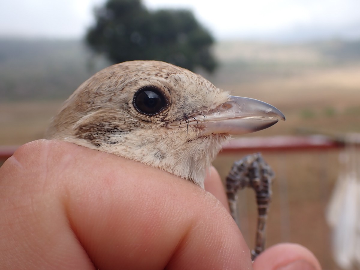 Alcaudón Isabel - ML645537068