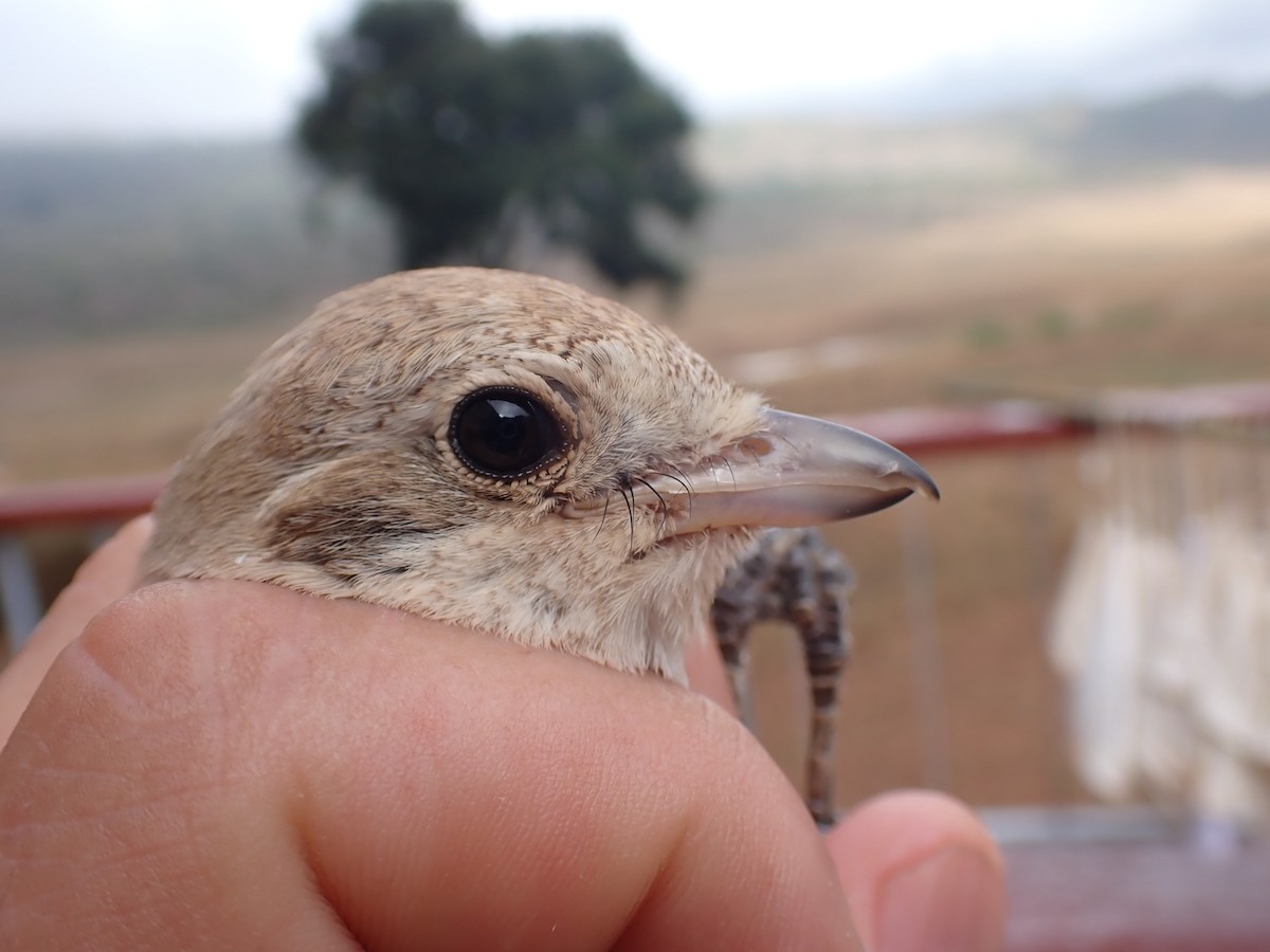 Alcaudón Isabel - ML645537069