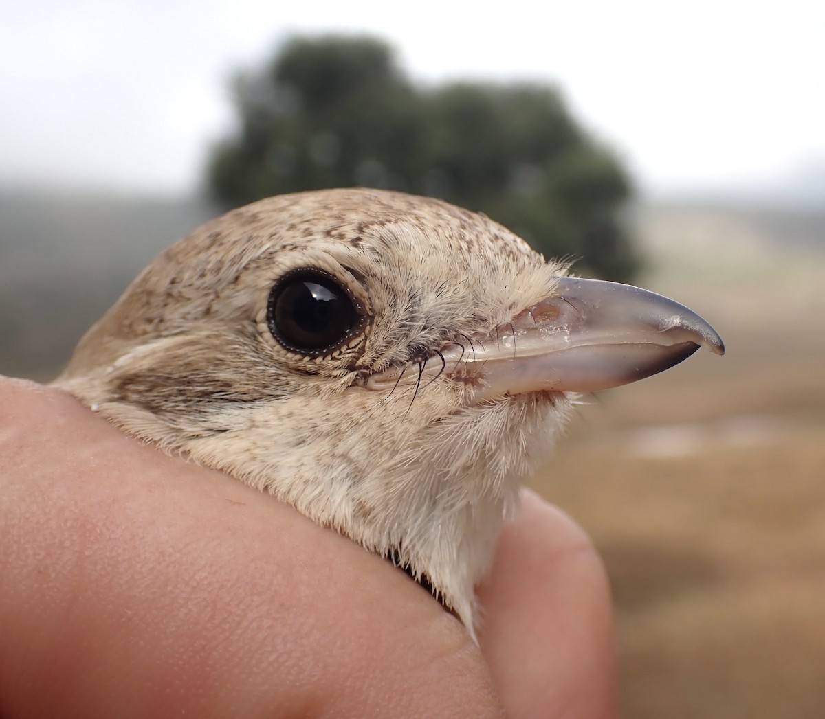 Alcaudón Isabel - ML645537070