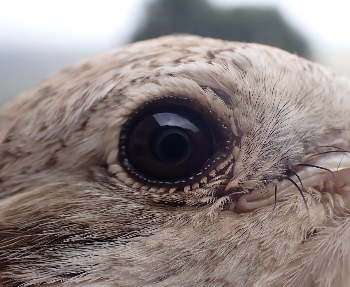 Alcaudón Isabel - ML645537071