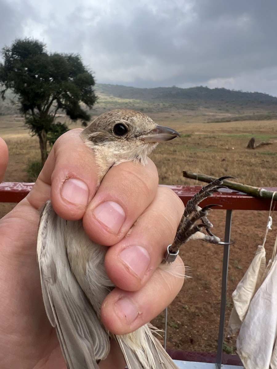 Alcaudón Isabel - ML645537072