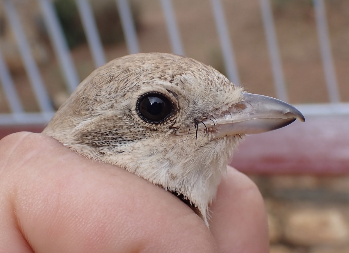 Alcaudón Isabel - ML645537073